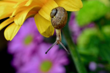Macro image of a baby snail exploring the petals of a yellow gerbera flower by crawling over the plant, hanging off the edges and using its tentacles to find its way around