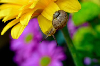 Macro image of a baby snail exploring the petals of a yellow gerbera flower by crawling over the plant, hanging off the edges and using its tentacles to find its way around