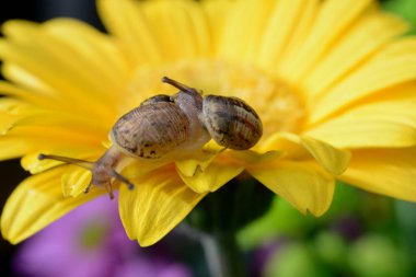 Macro image of a baby snail exploring the petals of a yellow gerbera flower by crawling over the plant, hanging off the edges and using its tentacles to find its way around