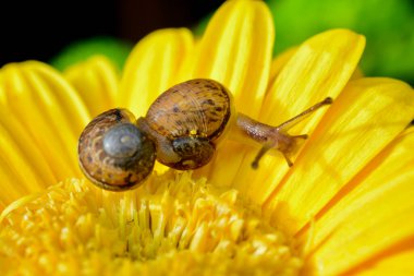 Macro image of a baby snail exploring the petals of a yellow gerbera flower by crawling over the plant, hanging off the edges and using its tentacles to find its way around