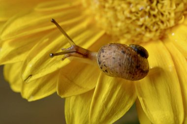 Macro image of a baby snail exploring the petals of a yellow gerbera flower by crawling over the plant, hanging off the edges and using its tentacles to find its way around