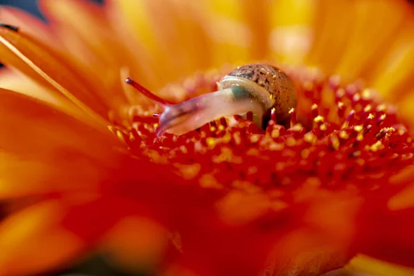 Macro Image Baby Snail Exploring Petals Orange Gerbera Flower Crawling — Stock fotografie