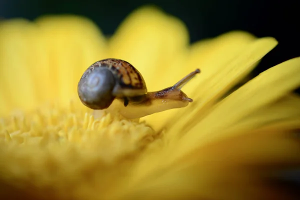 Macro Image Baby Snail Exploring Petals Yellow Gerbera Flower Crawling — Stock fotografie