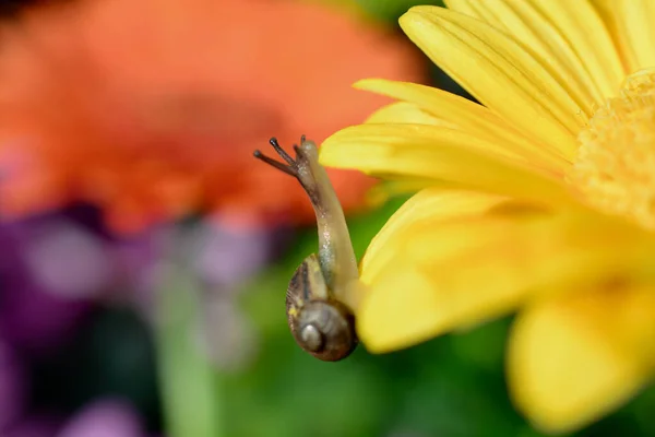 Macro Image Baby Snail Exploring Petals Yellow Gerbera Flower Crawling — Stock fotografie