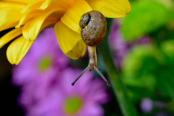 Macro Image Baby Snail Exploring Petals Yellow Gerbera Flower Crawling — Stock fotografie