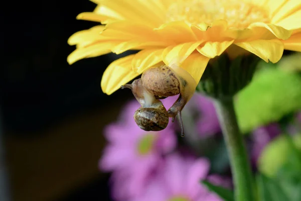 Macro Image Baby Snail Exploring Petals Yellow Gerbera Flower Crawling — Stock fotografie