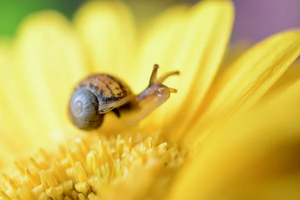 Macro Image Baby Snail Exploring Petals Yellow Gerbera Flower Crawling Stock Snímky