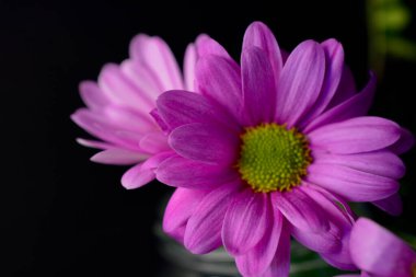 Parlak güneş ışığında küçük pembe papatyalar ve metin için fotokopi alanı. Makrofotoğrafçılık, rüya gibi bir hayat kalitesine sahip yaz havası. Parmak izi, tuval, tırnak içinde, ekran koruyucular için mükemmel.