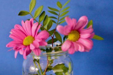 Mavi arka planda cam bir kavanozda sergilenen pembe papatyalar. Bahar ve yaz çiçeklerinin makrofotoğrafçılığı. Parmak izi, tuval, tırnak içinde, ekran koruyucular için mükemmel.