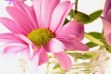 Parlak güneş ışığında küçük pembe papatyalar ve metin için fotokopi alanı. Makrofotoğrafçılık, rüya gibi bir hayat kalitesine sahip yaz havası. Parmak izi, tuval, tırnak içinde, ekran koruyucular için mükemmel.