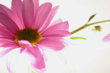 Parlak güneş ışığında küçük pembe papatyalar ve metin için fotokopi alanı. Makrofotoğrafçılık, rüya gibi bir hayat kalitesine sahip yaz havası. Parmak izi, tuval, tırnak içinde, ekran koruyucular için mükemmel.