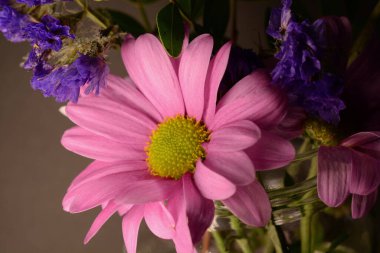 Parlak güneş ışığında küçük pembe papatyalar ve metin için fotokopi alanı. Makrofotoğrafçılık, rüya gibi bir hayat kalitesine sahip yaz havası. Parmak izi, tuval, tırnak içinde, ekran koruyucular için mükemmel.