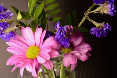 Parlak güneş ışığında küçük pembe papatyalar ve metin için fotokopi alanı. Makrofotoğrafçılık, rüya gibi bir hayat kalitesine sahip yaz havası. Parmak izi, tuval, tırnak içinde, ekran koruyucular için mükemmel.
