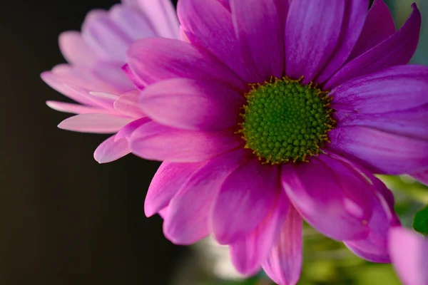 Hübsche Kleine Rosa Gerbera Gänseblümchen Hellen Sonnenlicht Mit Kopierraum Für — Stockfoto