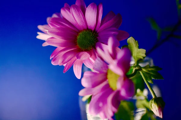 Hübsche Kleine Rosa Gerbera Gänseblümchen Einem Glas Vor Blauem Hintergrund — Stockfoto