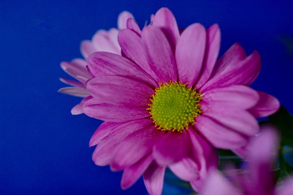 Hübsche Kleine Rosa Gerbera Gänseblümchen Einem Glas Vor Blauem Hintergrund — Stockfoto