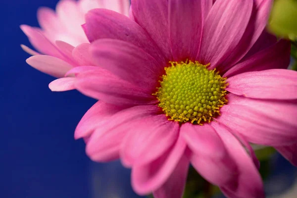 Hübsche Kleine Rosa Gerbera Gänseblümchen Einem Glas Vor Blauem Hintergrund — Stockfoto
