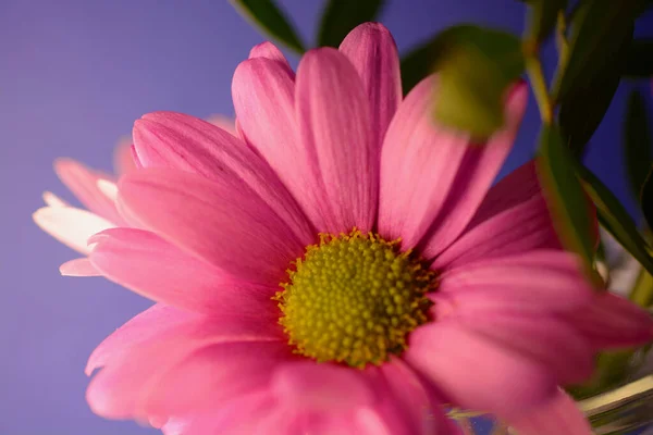 Jolies Petites Marguerites Gerbera Roses Exposées Dans Bocal Verre Sur — Photo