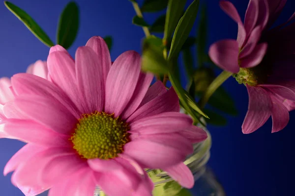 Mavi Arka Planda Cam Bir Kavanozda Sergilenen Pembe Papatyalar Bahar — Stok fotoğraf