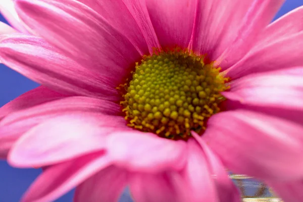 Hübsche Kleine Rosa Gerbera Gänseblümchen Hellen Sonnenlicht Mit Kopierraum Für — Stockfoto