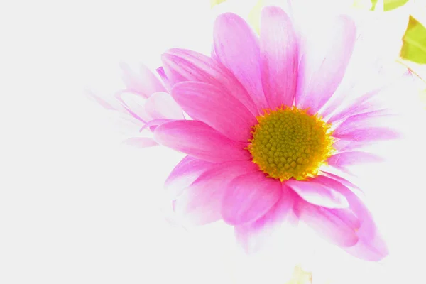 Hübsche Kleine Rosa Gerbera Gänseblümchen Hellen Sonnenlicht Mit Kopierraum Für — Stockfoto