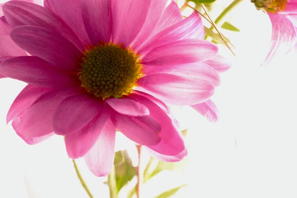 Jolies Petites Marguerites Roses Gerbera Plein Soleil Avec Espace Copie — Photo