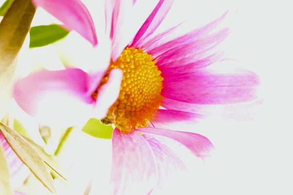 Hübsche Kleine Rosa Gerbera Gänseblümchen Hellen Sonnenlicht Mit Kopierraum Für — Stockfoto