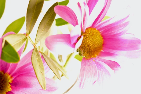 Jolies Petites Marguerites Roses Gerbera Plein Soleil Avec Espace Copie — Photo