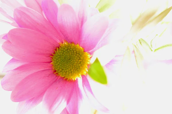 Hübsche Kleine Rosa Gerbera Gänseblümchen Hellen Sonnenlicht Mit Kopierraum Für — Stockfoto