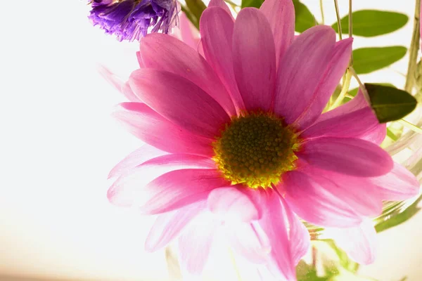 Hübsche Kleine Rosa Gerbera Gänseblümchen Hellen Sonnenlicht Mit Kopierraum Für — Stockfoto