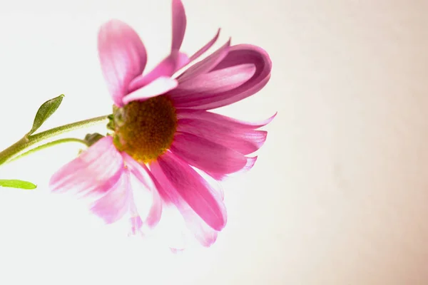 Jolies Petites Marguerites Roses Gerbera Plein Soleil Avec Espace Copie — Photo
