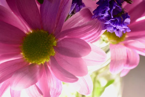 Hübsche Kleine Rosa Gerbera Gänseblümchen Hellen Sonnenlicht Mit Kopierraum Für — Stockfoto