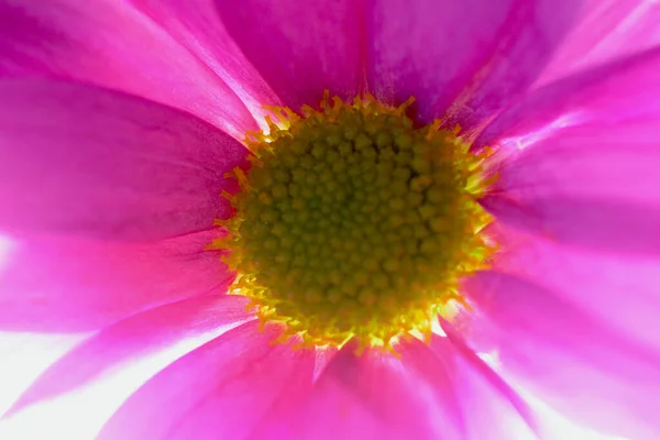 Jolies Petites Marguerites Roses Gerbera Plein Soleil Avec Espace Copie — Photo