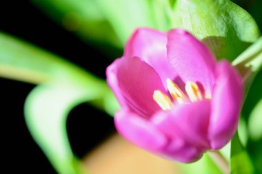 Pembe laleler estetik, desen soyut bulanık, arkaplan bokeh bahar, yaz, romantik duvar kağıdı ve arka plan teknikleri.