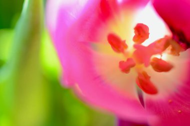 Pembe laleler estetik, desen soyut bulanık, arkaplan bokeh bahar, yaz, romantik duvar kağıdı ve arka plan teknikleri.