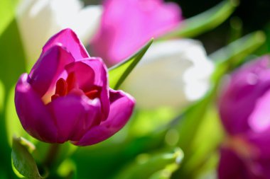 Pembe laleler estetik, desen soyut bulanık, arkaplan bokeh bahar, yaz, romantik duvar kağıdı ve arka plan teknikleri.