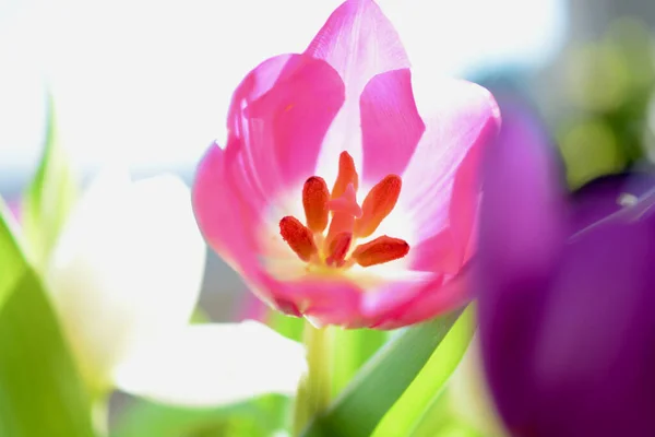 Pink tulips aesthetic, texture abstract blurred, bokeh background with defocused techniques for spring, summer, romantic wallpaper and backgrounds