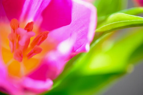 Pink tulips aesthetic, texture abstract blurred, bokeh background with defocused techniques for spring, summer, romantic wallpaper and backgrounds