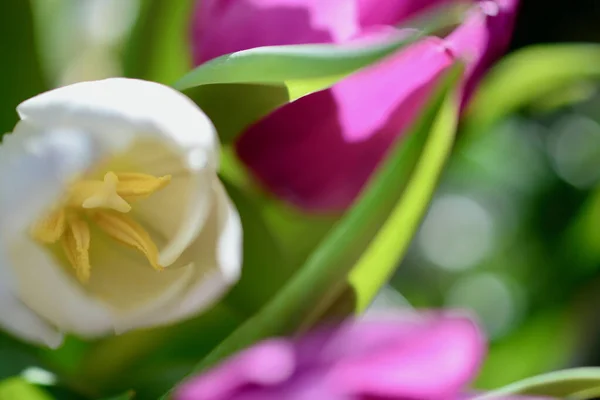 Pink tulips aesthetic, texture abstract blurred, bokeh background with defocused techniques for spring, summer, romantic wallpaper and backgrounds