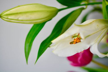 Tiger Lily Aesthetic, closeup macro photography against a pale background. Spring and summer flowers for wallpaper, prints and nature graphics resources