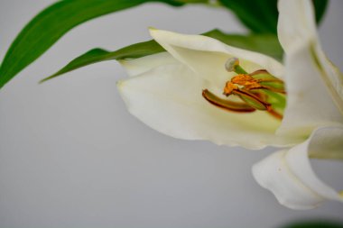 Tiger Lily Aesthetic, closeup macro photography against a pale background. Spring and summer flowers for wallpaper, prints and nature graphics resources