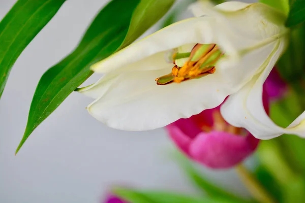 Tiger Lily Aesthetic, closeup macro photography against a pale background. Spring and summer flowers for wallpaper, prints and nature graphics resources