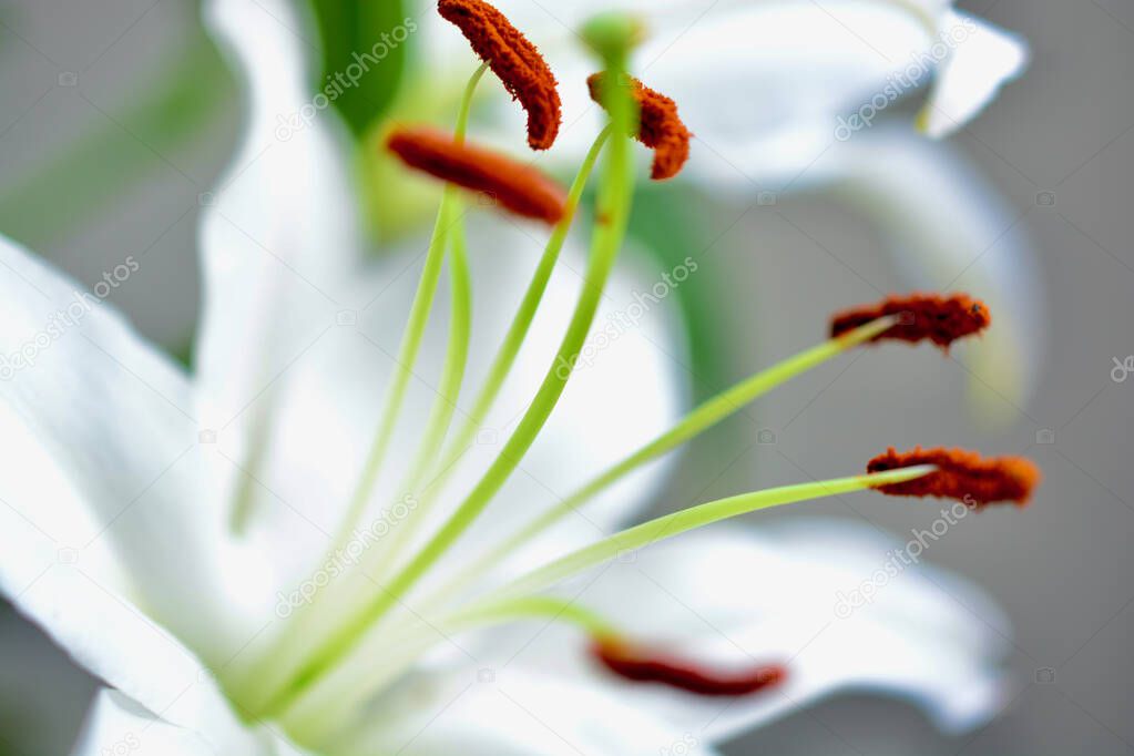 Extreme close-up macro shot of white lily with pollen covered over the ends of the stamen. The sweet and innocent beauty of the lily flower symbolises purity and fertility