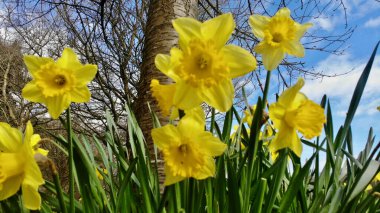 Güneşli sarı nergislerin Galler 'deki bir kır parkında kır çiçeklerinden bir halıya karşı ilk gösterisi. Galler 'in ulusal çiçeği Mart ve Nisan aylarında resim gibi bir manzara sunar..