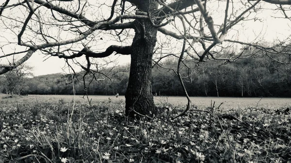 Black and white photo of a country park in early spring with wild flowers starting to push up through the grass but the trees are still bare with no shoots or buds
