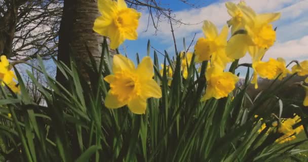 Belles Jonquilles Dorées Ensoleillées Emblème National Des Les Balancent Dans — Video