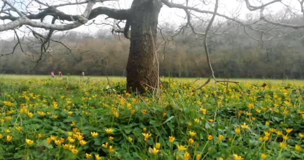 Paesaggio Primaverile Con Albero Nudo Circondato Tappeto Fiori Primaverili Selvatici — Video Stock