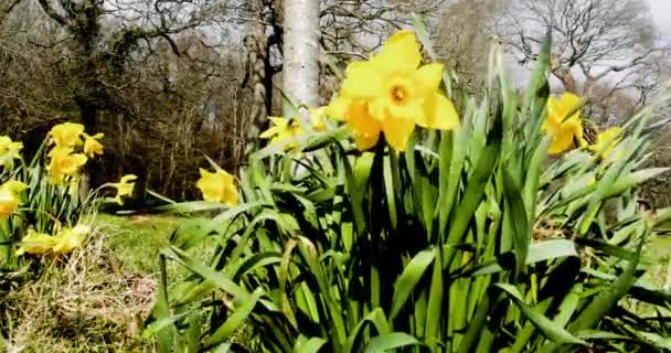 Prachtige Zonnige Gouden Narcissen Het Nationale Embleem Van Les Zwaaien — Stockvideo