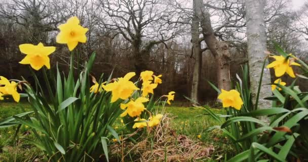 Belles Jonquilles Dorées Ensoleillées Emblème National Des Les Balancent Dans — Video