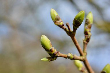 İlkbaharın başlarında tomurcuklar ve yeşil filizler ağaçlarda görünmeye başlıyor. Metin ve alıntılar için kopyalama alanı olan bokeh arkaplana sahip ağaç dalının makro görüntüsü